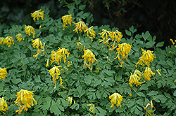 Golden Corydalis (Corydalis lutea) at Strader's Garden Centers