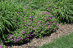 New Hampshire Purple Cranesbill (Geranium sanguineum 'New Hampshire Purple') at Strader's Garden Centers
