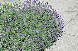 Munstead Lavender (Lavandula angustifolia 'Munstead') at Strader's Garden Centers