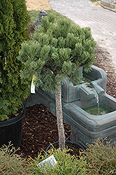 Dwarf Mugo Pine (Pinus mugo 'var. pumilio (tree form)') at Strader's Garden Centers