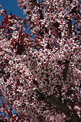 Thundercloud Plum (Prunus cerasifera 'Thundercloud') at Strader's Garden Centers