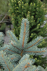 Bakeri Blue Spruce (Picea pungens 'Bakeri') at Strader's Garden Centers