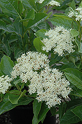 Brandywine Viburnum (Viburnum nudum 'Bulk') at Strader's Garden Centers