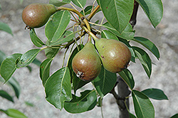 Moonglow Pear (Pyrus communis 'Moonglow') at Strader's Garden Centers