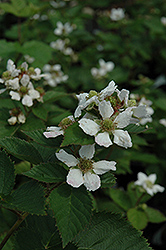 Triple Crown Blackberry (Rubus allegheniensis 'Triple Crown') at Strader's Garden Centers