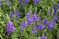 Crater Lake Blue Speedwell (Veronica austriaca 'Crater Lake Blue') at Strader's Garden Centers