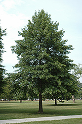 Pin Oak (Quercus palustris) at Strader's Garden Centers