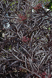 Black Lace Elder (Sambucus nigra 'Eva') at Strader's Garden Centers