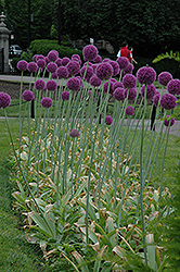 Gladiator Ornamental Onion (Allium 'Gladiator') at Strader's Garden Centers