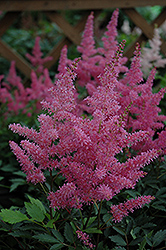 Younique Lilac Astilbe (Astilbe 'Verslilac') at Strader's Garden Centers
