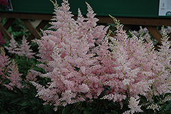 Younique Silvery Pink Astilbe (Astilbe 'Verssilverypink') at Strader's Garden Centers