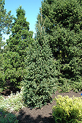 Columnar Norway Spruce (Picea abies 'Cupressina') at Strader's Garden Centers
