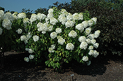 Phantom Hydrangea (Hydrangea paniculata 'Phantom') at Strader's Garden Centers