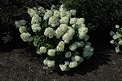 Silver Dollar Hydrangea (Hydrangea paniculata 'Silver Dollar') at Strader's Garden Centers