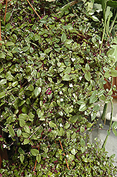 Bridal Veil Spiderwort (Tradescantia 'Bridal Veil') at Strader's Garden Centers