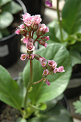 Red Beauty Bergenia (Bergenia cordifolia 'Red Beauty') at Strader's Garden Centers