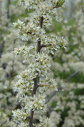 Santa Rosa Plum (Prunus 'Santa Rosa') at Strader's Garden Centers