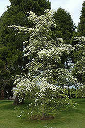 Eddie's White Wonder Flowering Dogwood (Cornus 'Eddie's White Wonder') at Strader's Garden Centers