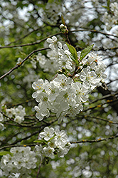 Northstar Cherry (Prunus 'Northstar') at Strader's Garden Centers