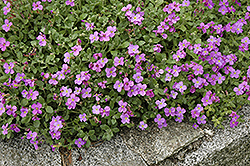 Purple Rock Cress (Aubrieta deltoidea) at Strader's Garden Centers