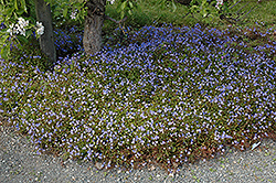 Georgia Blue Speedwell (Veronica peduncularis 'Georgia Blue') at Strader's Garden Centers