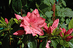 Girard's Renee Michelle Azalea (Rhododendron 'Girard's Renee Michelle') at Strader's Garden Centers