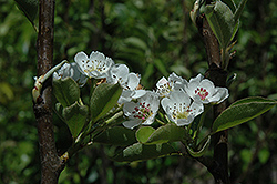 Shinseiki Asian Pear (Pyrus pyrifolia 'Shinseiki') at Strader's Garden Centers