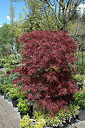 Red Dragon Japanese Maple (Acer palmatum 'Red Dragon') at Strader's Garden Centers