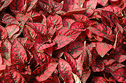 Splash Select Red Polka Dot Plant (Hypoestes phyllostachya 'Splash Select Red') at Strader's Garden Centers