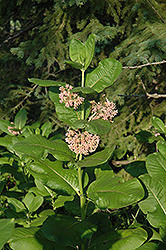 Common Milkweed (Asclepias syriaca) at Strader's Garden Centers