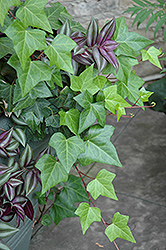 Algerian Ivy (Hedera algeriensis) at Strader's Garden Centers