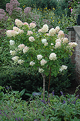 Limelight Hydrangea (tree form) (Hydrangea paniculata 'Limelight (tree form)') at Strader's Garden Centers