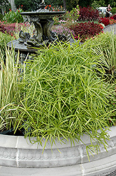 Umbrella Plant (Cyperus alternifolius) at Strader's Garden Centers