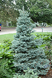 Sester Dwarf Blue Spruce (Picea pungens 'Sester Dwarf') at Strader's Garden Centers