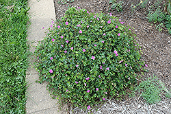 Blushing Turtle Cranesbill (Geranium sanguineum 'Blushing Turtle') at Strader's Garden Centers