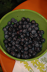 Peach Sorbet Blueberry (Vaccinium 'ZF06-043') at Strader's Garden Centers