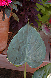 Hooded Dwarf Elephant's Ear (Alocasia cucullata) at Strader's Garden Centers