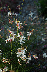 Ballerina White Gaura (Gaura lindheimeri 'Ballerina White') at Strader's Garden Centers