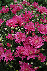Jacqueline Pink Fusion Chrysanthemum (Chrysanthemum 'Jacqueline Pink Fusion') at Strader's Garden Centers