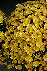 Jacqueline Yellow Chrysanthemum (Chrysanthemum 'Jacqueline Yellow') at Strader's Garden Centers
