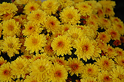 Harvest Bronze Chrysanthemum (Chrysanthemum 'Harvest Bronze') at Strader's Garden Centers