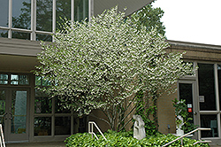 Japanese Snowbell (Styrax japonicus) at Strader's Garden Centers