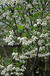 Japanese Snowbell (Styrax japonicus) at Strader's Garden Centers