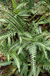 Holly Fern (Arachniodes simplicior) at Strader's Garden Centers