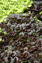 Black Scallop Bugleweed (Ajuga reptans 'Black Scallop') at Strader's Garden Centers