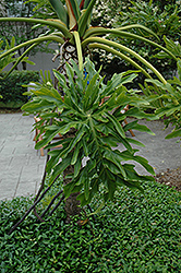 Tree Philodendron (Philodendron bipinnatifidum) at Strader's Garden Centers