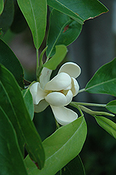 Sweetbay Magnolia (Magnolia virginiana) at Strader's Garden Centers
