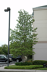 Sweetbay Magnolia (Magnolia virginiana) at Strader's Garden Centers