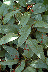 Silver Begonia (Begonia hatacoa 'Silver') at Strader's Garden Centers