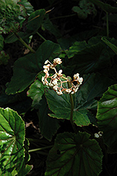 Rubra Lily Pad Begonia (Begonia nelumbiifolia 'Rubra') at Strader's Garden Centers